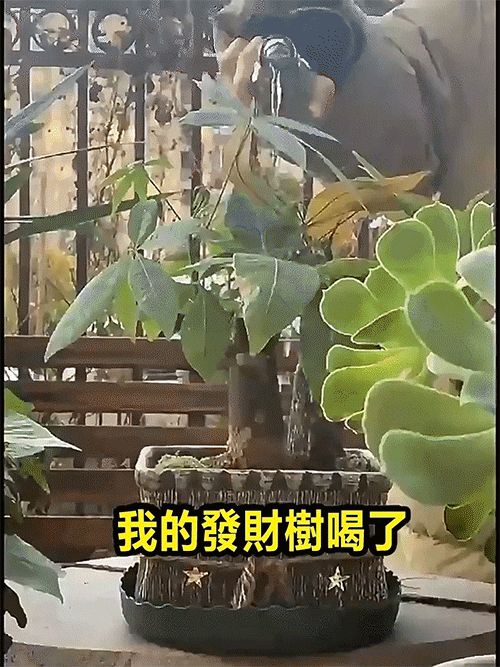 1781256920710144.gif