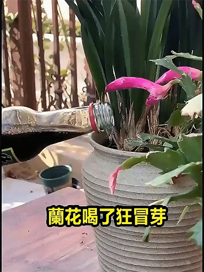 1781256924150661.gif