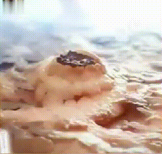 1782015299634422.gif