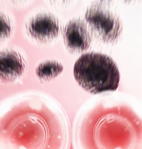 1782108914268243.gif